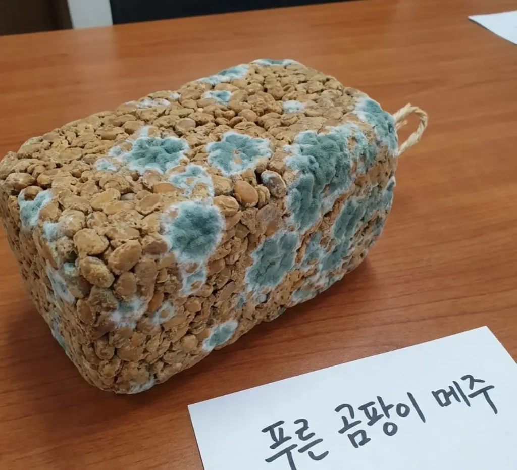 푸른-곰팡이-메주